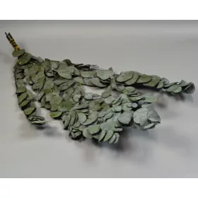 Eukalyptus ezüstdollár Cinerea prep. zöld