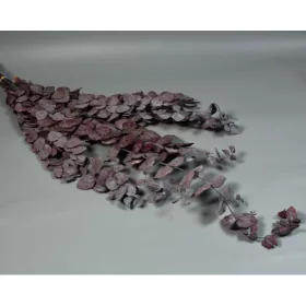 Eukalyptus ezüstdollár Cinerea prep piros