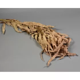 Eukalyptus lándzsa levelű terméssel prep. feh.cappuccino