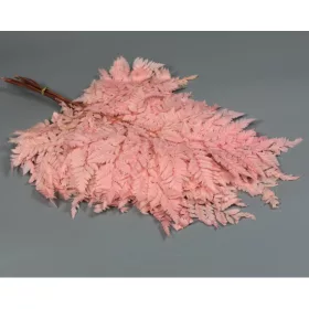 Páfrány prep. rózsaszín