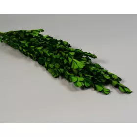 Buxus prep. Olíva