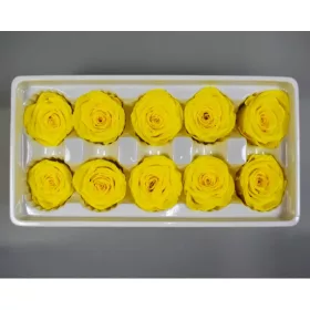 Örökrózsa 3-4cm A sárga