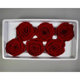 Örökrózsa 5-6cm A piros