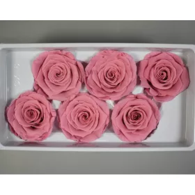 Örökrózsa 5-6cm A rózsaszín