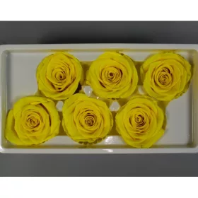 Örökrózsa 5-6cm A sárga