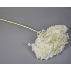 Hortenzia 15-20cm prep. fehérített