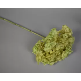 Hortenzia 15-20cm prep. olíva
