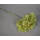 Hortenzia 15-20cm prep. olíva