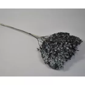 Hortenzia 15-20cm prep. fekete