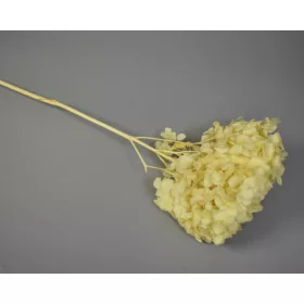 Hortenzia 15-20cm prep. krém