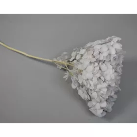 Hortenzia 15-20cm prep. vil.kék