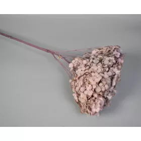 Hortenzia 15-20cm prep. Mix 1.
