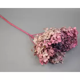 Hortenzia 15-20cm prep. Mix 2.