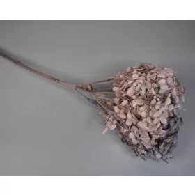 Hortenzia 15-20cm prep. Mix 4.
