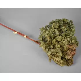 Hortenzia 15-20cm prep. Mix 5.