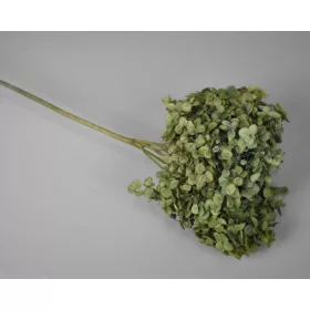 Hortenzia 15-20cm prep. Mix 6.