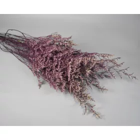 Sóvirág Limonium latifolium prep. lila