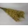Sóvirág Limonium latifolium prep. sárga