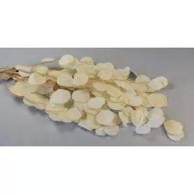 Eukalyptus kerek levelű prep. fehérített