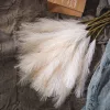 4 ágú pampafű ág, 58cm magas - Ekrü