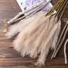 4 ágú pampafű ág, 58cm magas - Bézs