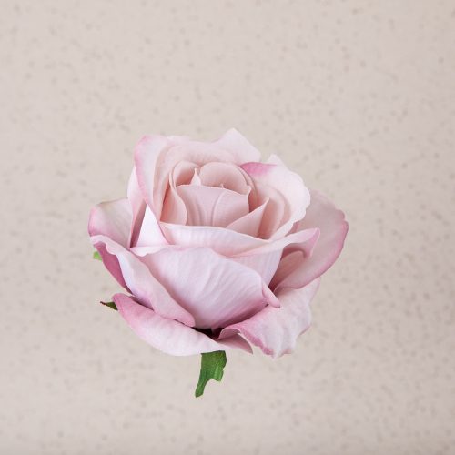 Bársony rózsafej, 8cm - Pezsgő