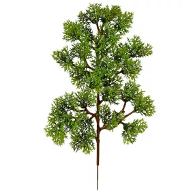 Ciprus bokor, magasság: 34cm