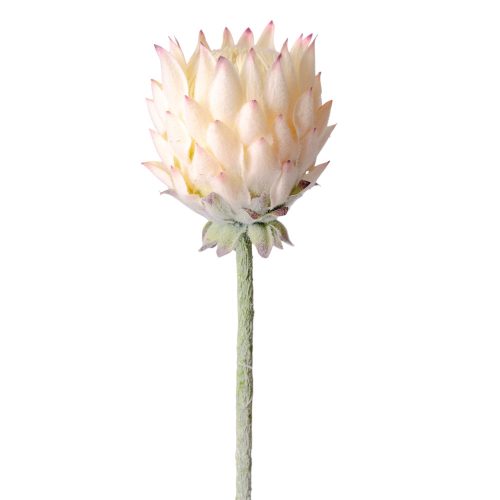 Protea selyemvirág szál, 60.5cm magas - Pezsgő