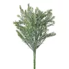 Ciprus bokor, 7 ágú, 35cm magas - Sötétzöld
