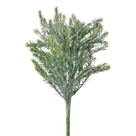 Ciprus bokor, 7 ágú, 35cm magas - Sötétzöld