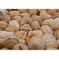 Shells, sea treasures