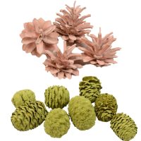 Conifer cones